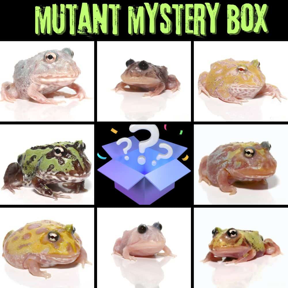 Mutant Pacman Frog Mystery Box For Sale - Underground Reptiles