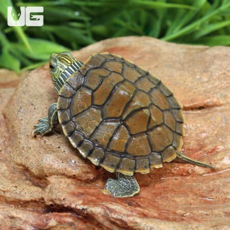 Baby Geographic Map Turtles For Sale - Underground Reptiles