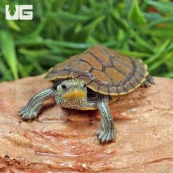 Baby Geographic Map Turtles For Sale - Underground Reptiles