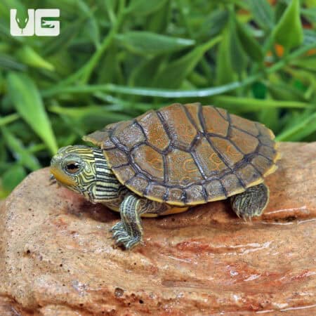 Baby Geographic Map Turtles For Sale - Underground Reptiles