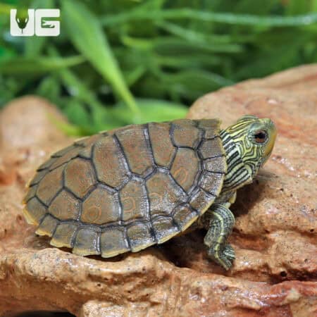 Baby Geographic Map Turtles For Sale - Underground Reptiles