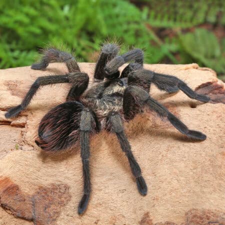 Cuban Bronze Tarantula (Phormictopus auratus) For Sale - Underground Reptiles