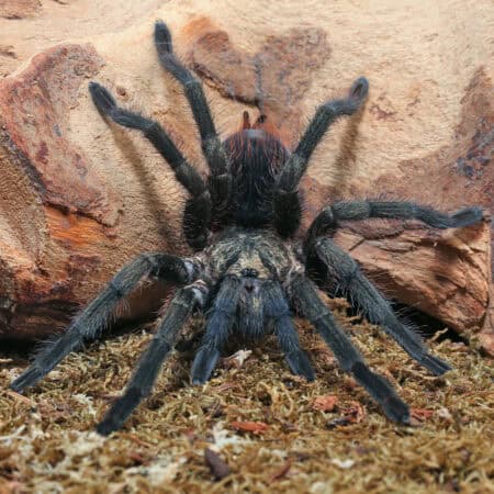 Cuban Bronze Tarantula (Phormictopus auratus) For Sale - Underground Reptiles