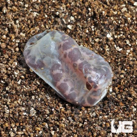 Baby Saharan Sand Boas (Eryx colubrinus) For Sale - Underground Reptiles