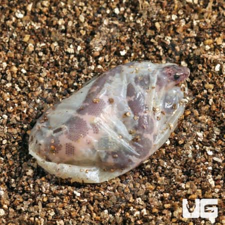 Baby Saharan Sand Boas (Eryx colubrinus) For Sale - Underground Reptiles