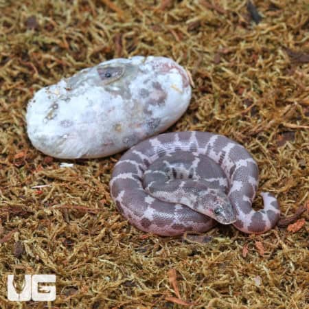 Baby Saharan Sand Boas (Eryx colubrinus) For Sale - Underground Reptiles