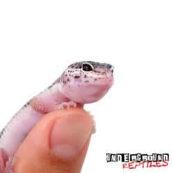 Baby Mack Snow Leopard Gecko for sale