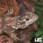 Baby Spiny Tailed Iguanas (Ctenasaura similis) For Sale - Underground Reptiles