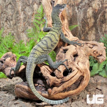 Banded Peach Throat Monitors For Sale - Underground Reptiles