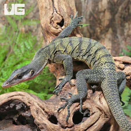 Banded Peach Throat Monitors For Sale - Underground Reptiles