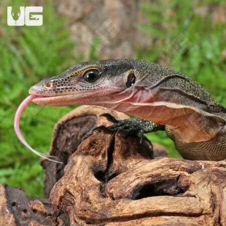 Peach Throat Monitors For Sale - Underground Reptiles
