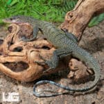 Peach Throat Monitors For Sale - Underground Reptiles