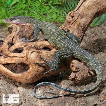 Peach Throat Monitors For Sale - Underground Reptiles
