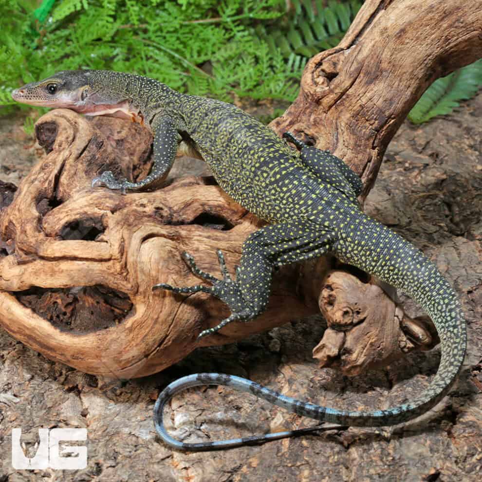 Peach Throat Monitors For Sale Underground Reptiles