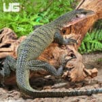 Peach Throat Monitors For Sale - Underground Reptiles