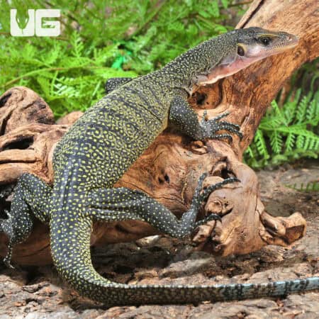 Peach Throat Monitors For Sale - Underground Reptiles