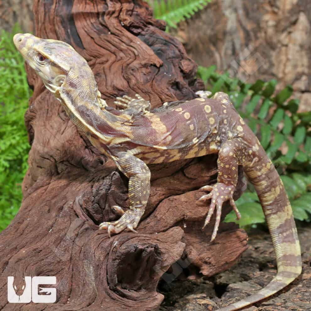 Baby Albino Asian Water Monitor T+ For Sale Underground Reptiles