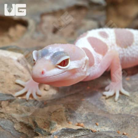Baby Albino Chocolate Leopard Geckos (Eublepharis macularius) For Sale - Underground Reptiles