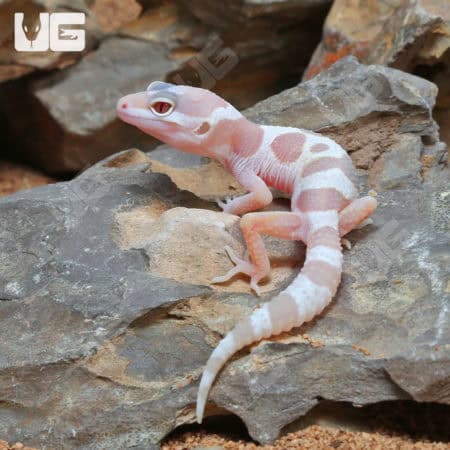 Baby Albino Chocolate Leopard Geckos (Eublepharis macularius) For Sale - Underground Reptiles