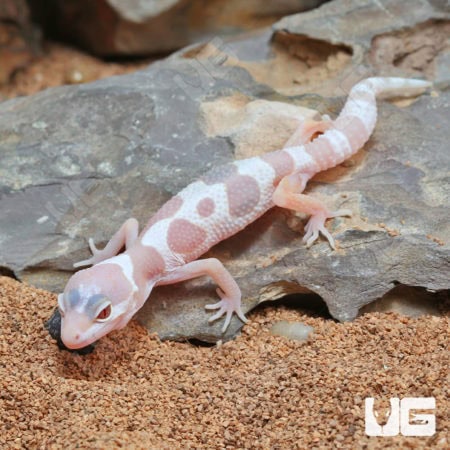 Baby Albino Chocolate Leopard Geckos (Eublepharis macularius) For Sale - Underground Reptiles
