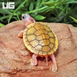 Baby Caramel Pink Red Ear Slider Turtle for Sale - Underground Reptiles
