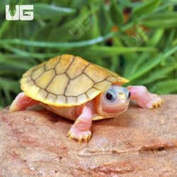 Baby Caramel Pink Red Ear Slider Turtle for Sale - Underground Reptiles