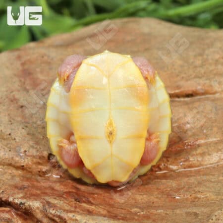 Baby Caramel Pink Red Ear Slider Turtle for Sale - Underground Reptiles