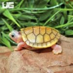 Baby Caramel Pink Red Ear Slider Turtle for Sale - Underground Reptiles