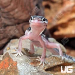 Baby Mack Snow Leopard Gecko For Sale - Underground Reptiles