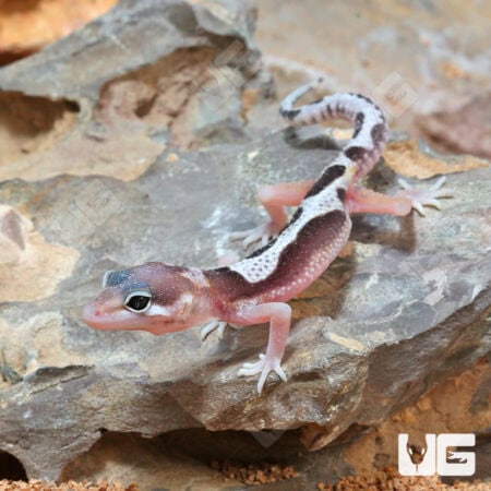 Baby Mack Snow Leopard Gecko For Sale - Underground Reptiles