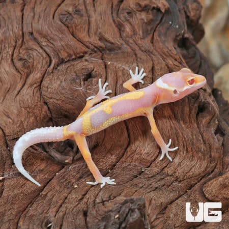 Baby Clown Albino Leopard Geckos For Sale - Underground Reptiles