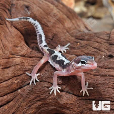 Baby Mack Snow Leopard Gecko For Sale - Underground Reptiles