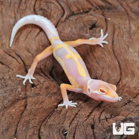 Baby Clown Albino Leopard Geckos For Sale - Underground Reptiles