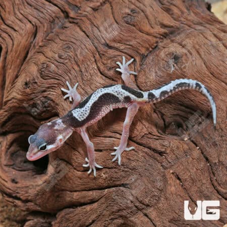 Baby Mack Snow Leopard Gecko For Sale - Underground Reptiles