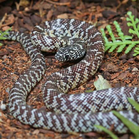 Baby Florida Kingsnake Het Hypo For Sale - Underground Reptiles