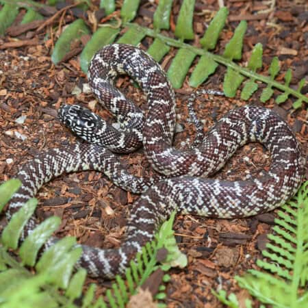 Baby Florida Kingsnake Het Hypo For Sale - Underground Reptiles