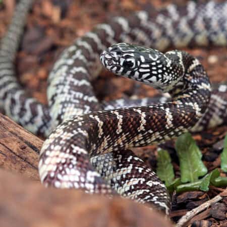 Baby Florida Kingsnake Het Hypo For Sale - Underground Reptiles