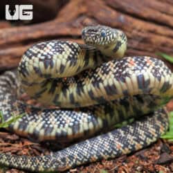 Baby Florida Kingsnake Het Hypo Het Axanthic For Sale - Underground Reptiles