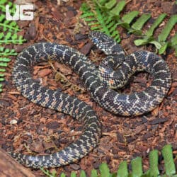 Baby Florida Kingsnake Het Hypo Het Axanthic For Sale - Underground Reptiles