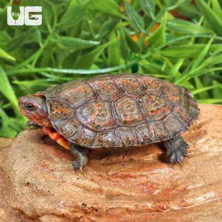 Baby Honduran Wood Turtle For Sale - Underground Reptiles