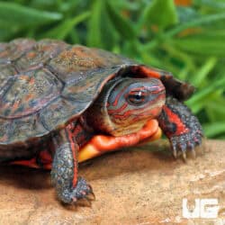 Baby Honduran Wood Turtle For Sale - Underground Reptiles