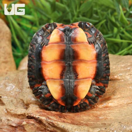 Baby Honduran Wood Turtle For Sale - Underground Reptiles