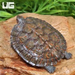 Baby Honduran Wood Turtle For Sale - Underground Reptiles