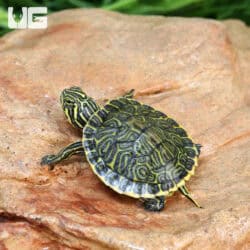 Baby Peninsula Cooter Turtles For Sale - Underground Reptiles