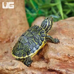 Baby Peninsula Cooter Turtles For Sale - Underground Reptiles