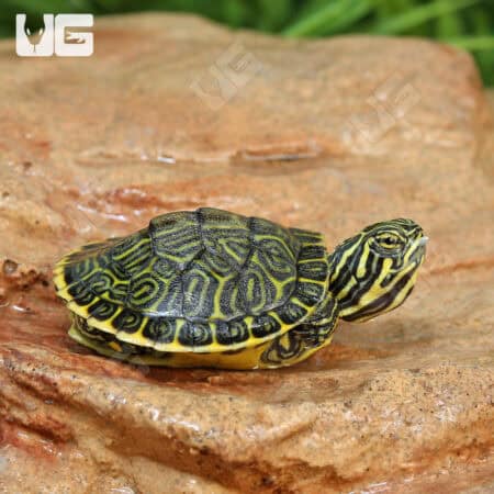 Baby Peninsula Cooter Turtles For Sale - Underground Reptiles