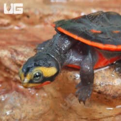 Baby Pinkbelly Sideneck Turtles For Sale - Underground Reptiles