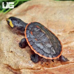 Baby Pinkbelly Sideneck Turtles For Sale - Underground Reptiles