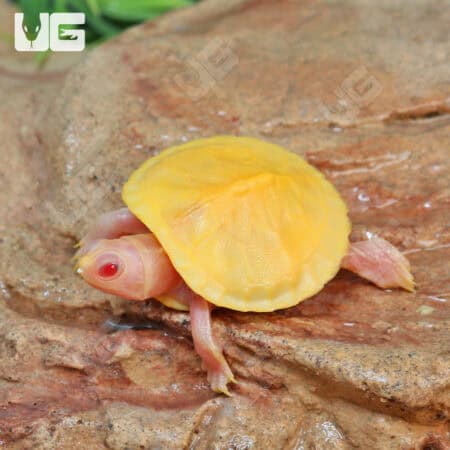 Baby Albino Red Ear Slider Turtles For Sale - Underground Reptiles