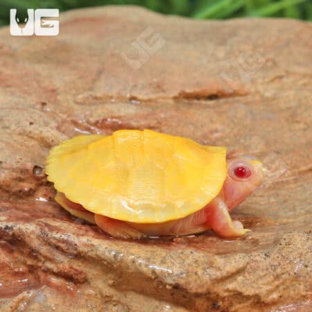 Baby Albino Red Ear Slider Turtles For Sale - Underground Reptiles